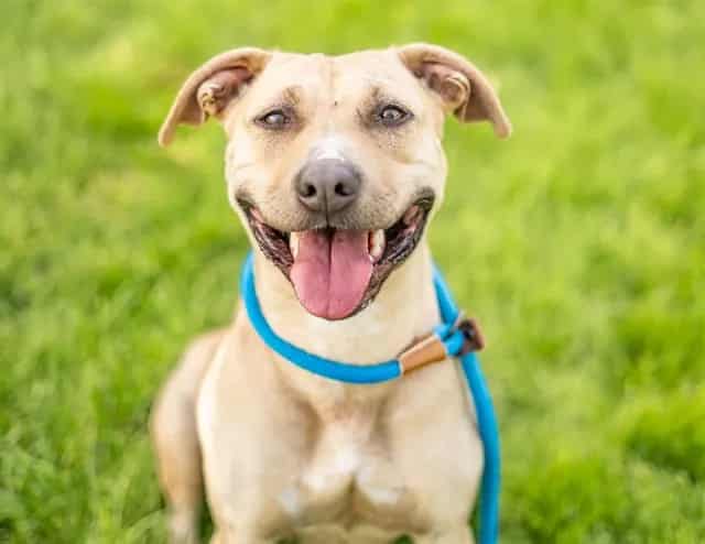 Photo of Whitney, adoptable Pit Bull Terrier in San José, California
