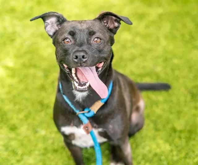 Photo of Jazmine, adoptable Pit Bull Terrier and Labrador Retriever in San José, California