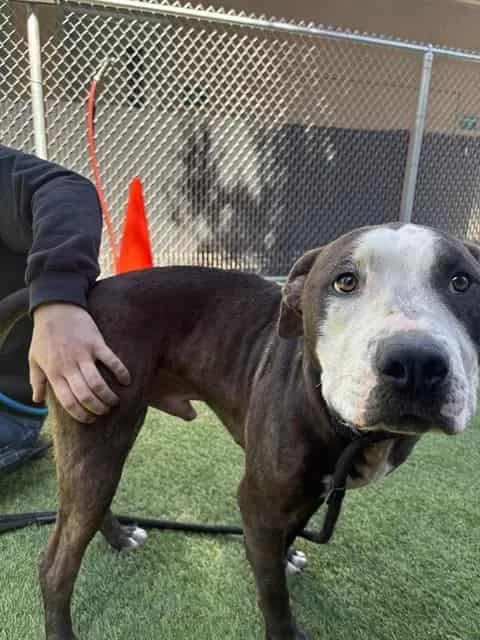 Photo of Aladdin, adoptable Pit Bull Terrier in San José, California