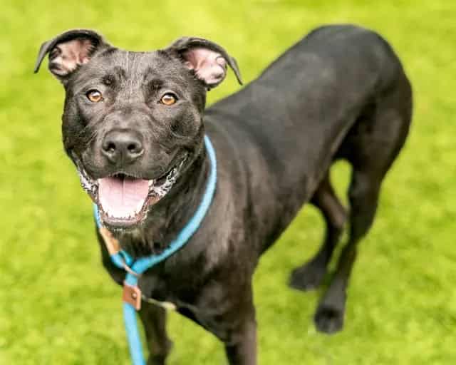 Photo of Rabbit, adoptable Labrador Retriever mix in San José, California