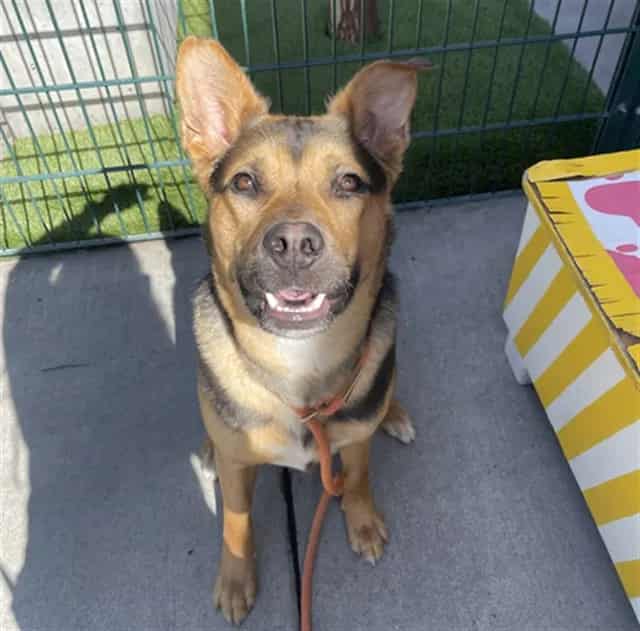 Photo of Walter, adoptable German Shepherd Dog mix in San José, California
