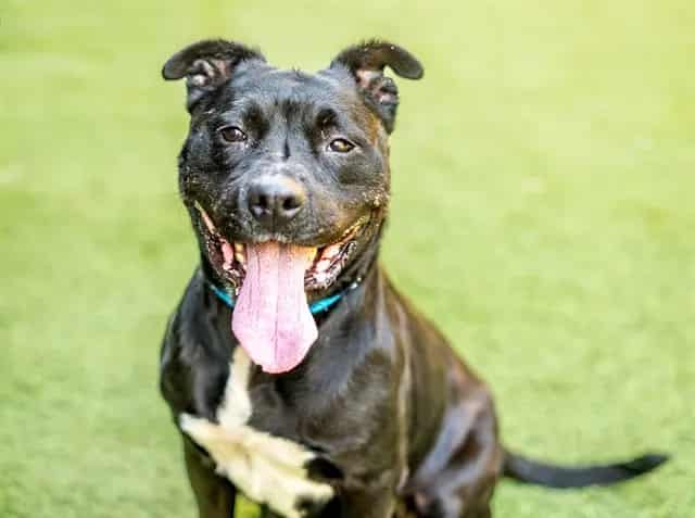 Photo of Dottie, adoptable Labrador Retriever and Pit Bull Terrier in San José, California