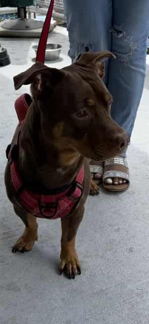 Photo of Bear, adoptable American Bulldog mix in Miami, Florida