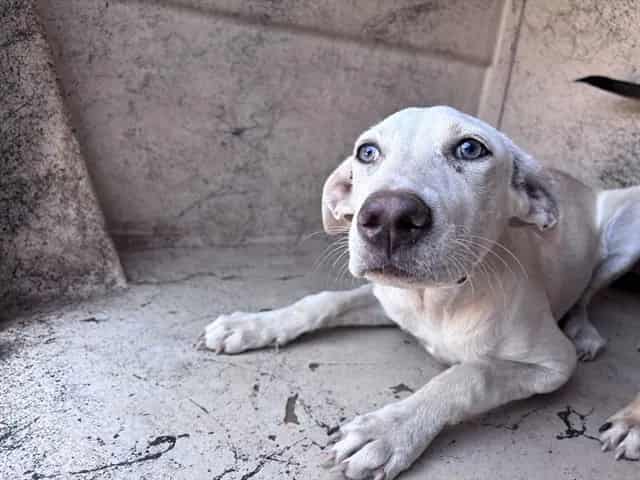 Photo of Snow, adoptable Labrador Retriever mix in Oklahoma City, Oklahoma