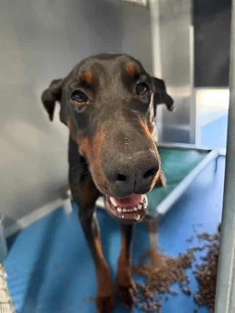 Photo of Senior Doberman Pinscher, adoptable Doberman Pinscher in Bakersfield, California