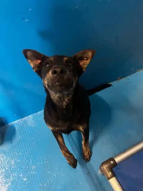 Photo of Bella, adoptable German Shepherd Dog in Bakersfield, California