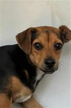 Photo of Senior Chihuahua - Smooth Coated mix, adoptable Chihuahua - Smooth Coated mix in Bakersfield, California