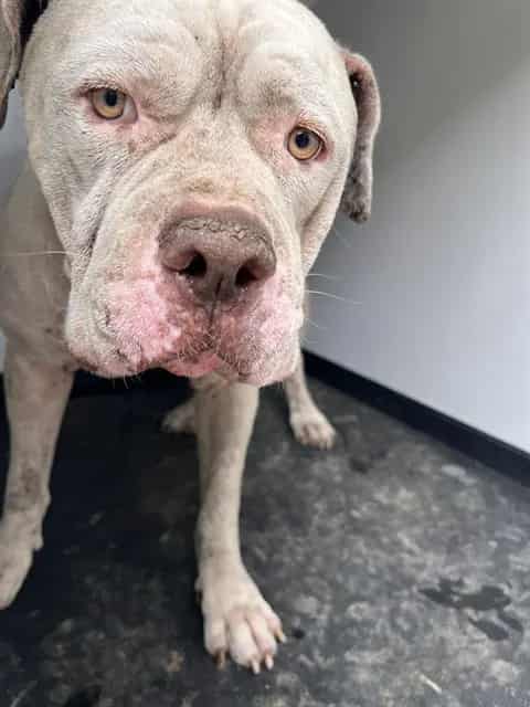 Photo of Senior American Bulldog mix, adoptable American Bulldog mix in Bakersfield, California