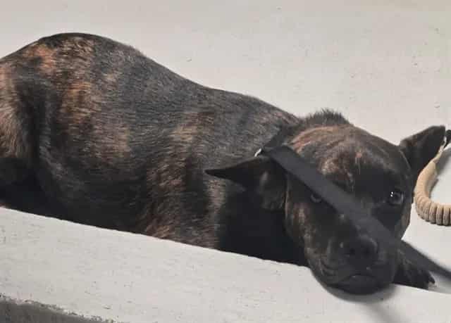 Photo of Senior Boxer, adoptable Boxer in Bakersfield, California