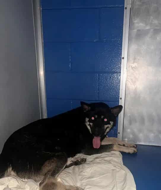 Photo of Senior Siberian Husky, adoptable Siberian Husky in Bakersfield, California