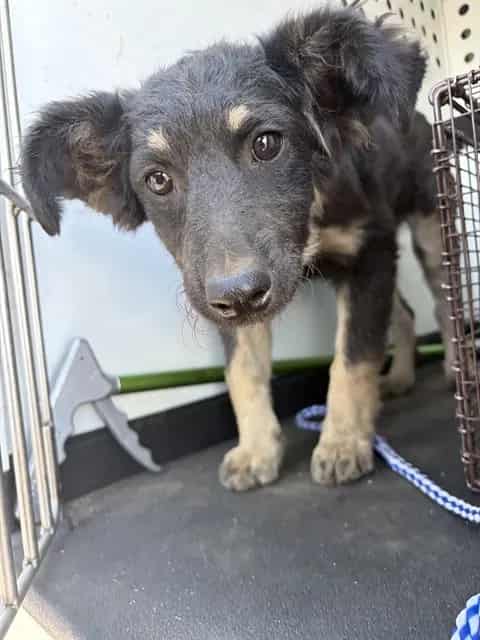 Photo of Senior German Shepherd Dog mix, adoptable German Shepherd Dog mix in Bakersfield, California