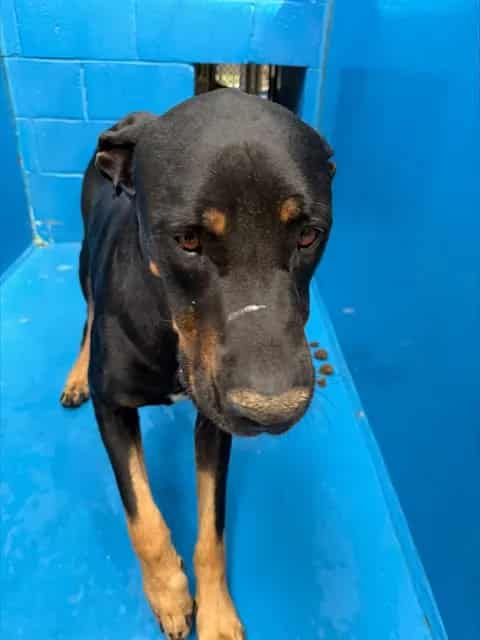 Photo of Senior Rottweiler and Doberman Pinscher, adoptable Rottweiler and Doberman Pinscher in Bakersfield, California