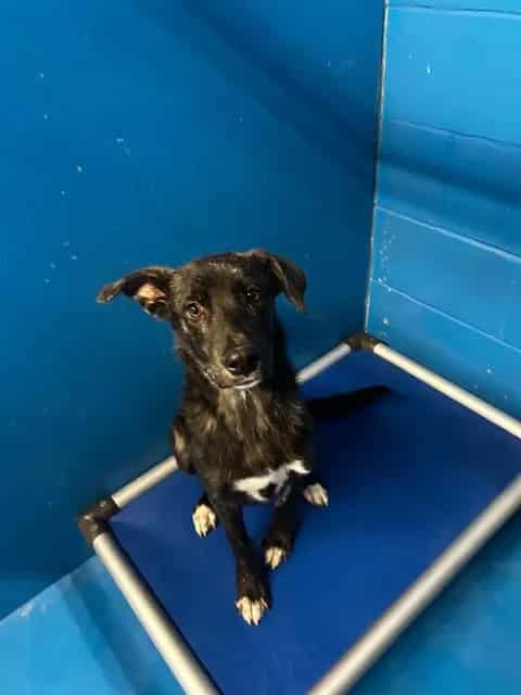 Photo of Senior Border Collie mix, adoptable Border Collie mix in Bakersfield, California