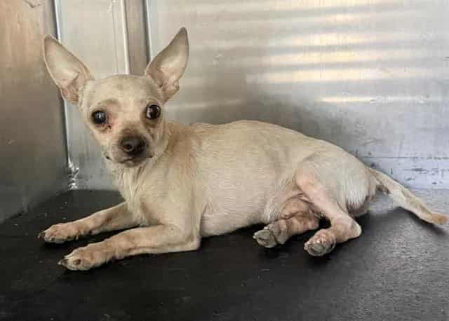 Photo of CJ, adoptable dog in San Antonio, Texas