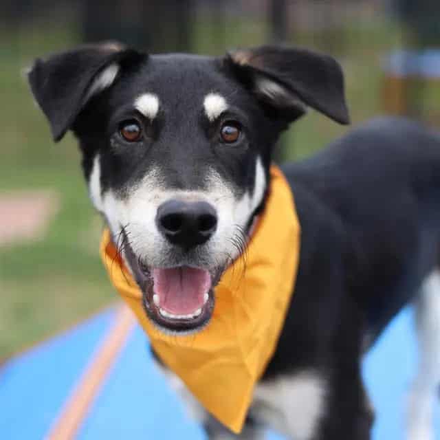 Photo of MO, adoptable dog in San Antonio, Texas
