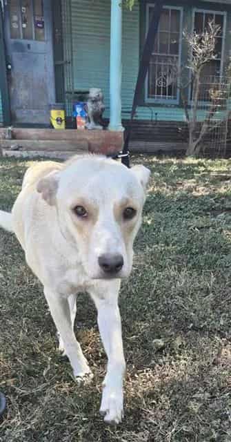 Photo of Marley, adoptable dog in San Antonio, Texas