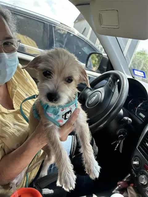 Photo of Viola, adoptable dog in San Antonio, Texas