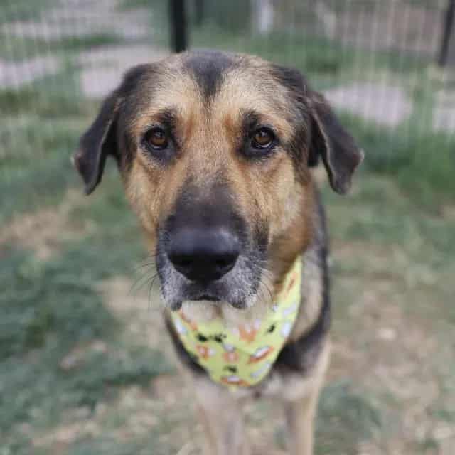 Photo of Adam, adoptable dog in San Antonio, Texas