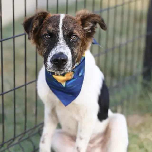 Photo of Dior, adoptable dog in San Antonio, Texas