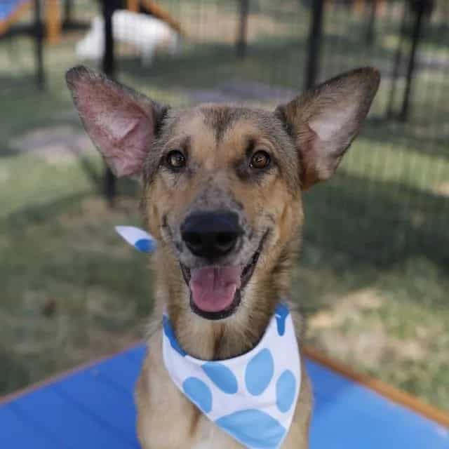 Photo of Susie, adoptable dog in San Antonio, Texas