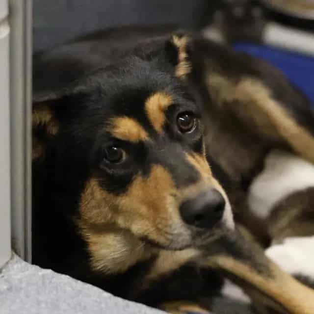Photo of Nana, adoptable dog in San Antonio, Texas