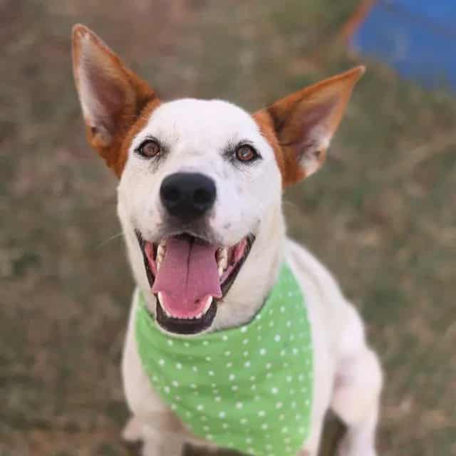 Photo of Spot, adoptable dog in San Antonio, Texas