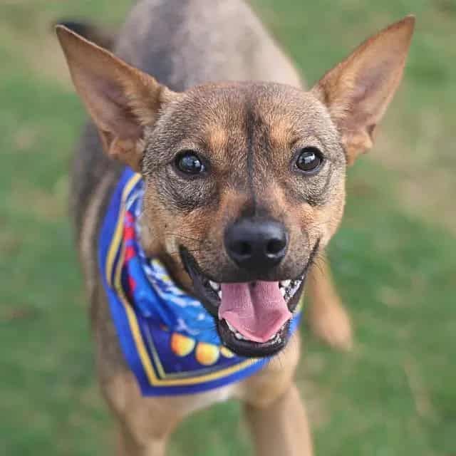 Photo of Unica, adoptable dog in San Antonio, Texas