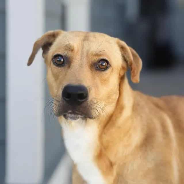 Photo of Mandy, adoptable dog in San Antonio, Texas