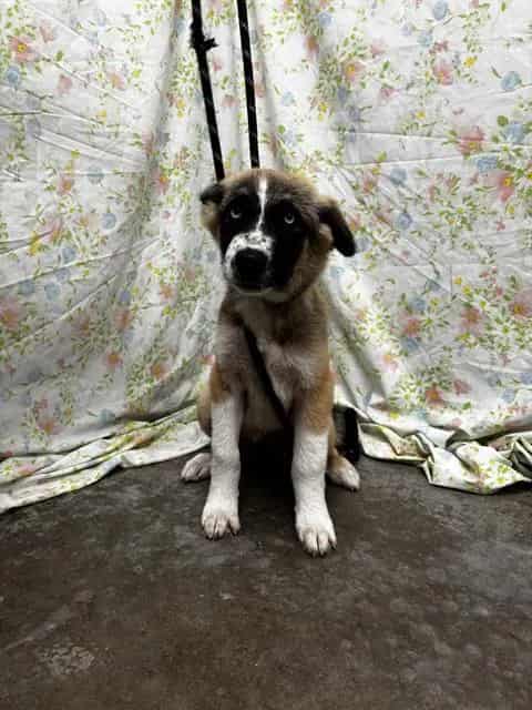Photo of Rosie, adoptable German Shepherd Dog in Rosenberg, Texas