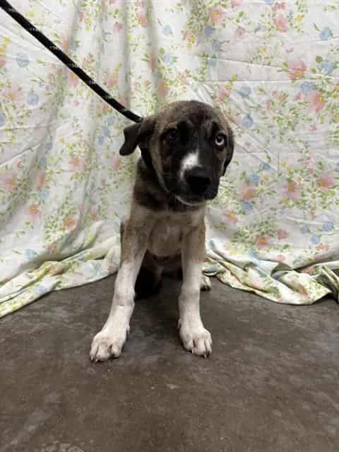 Photo of Rudie, adoptable German Shepherd Dog in Rosenberg, Texas