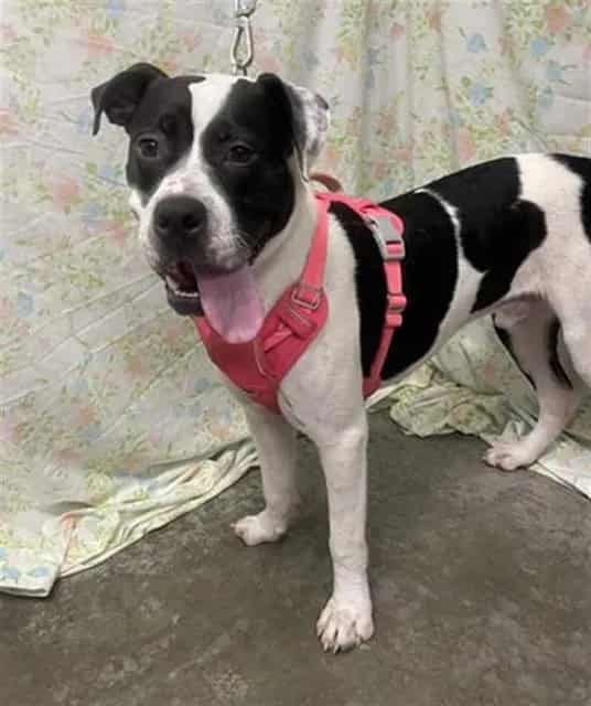 Photo of Bruno, adoptable Boxer in Rosenberg, Texas