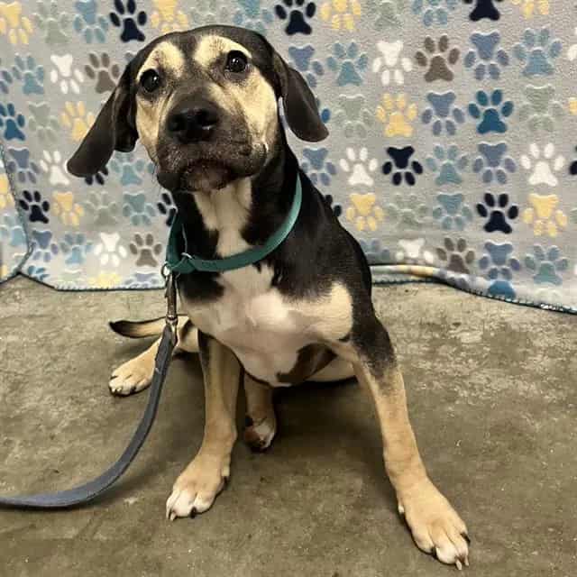 Photo of Nugget, adoptable Labrador Retriever in Rosenberg, Texas