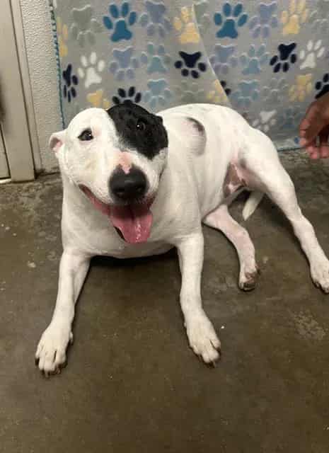Photo of Princess, adoptable Bull Terrier in Rosenberg, Texas