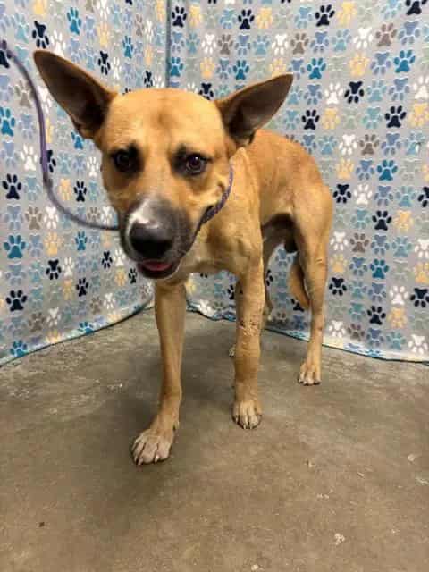 Photo of Bear, adoptable Black Mouth Cur in Rosenberg, Texas