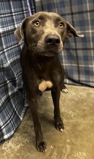 Photo of Selina, adoptable Labrador Retriever in Rosenberg, Texas