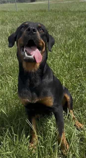 Photo of Sunshine, adoptable Rottweiler in Rosenberg, Texas