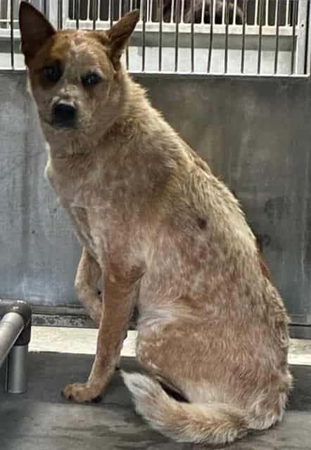 Photo of Senior Australian Cattle Dog, adoptable Australian Cattle Dog in Devore, California
