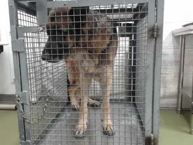 Photo of Senior German Shepherd Dog, adoptable German Shepherd Dog in Devore, California