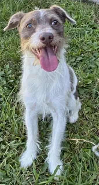 Photo of Senior Terrier mix, adoptable Terrier mix in Devore, California