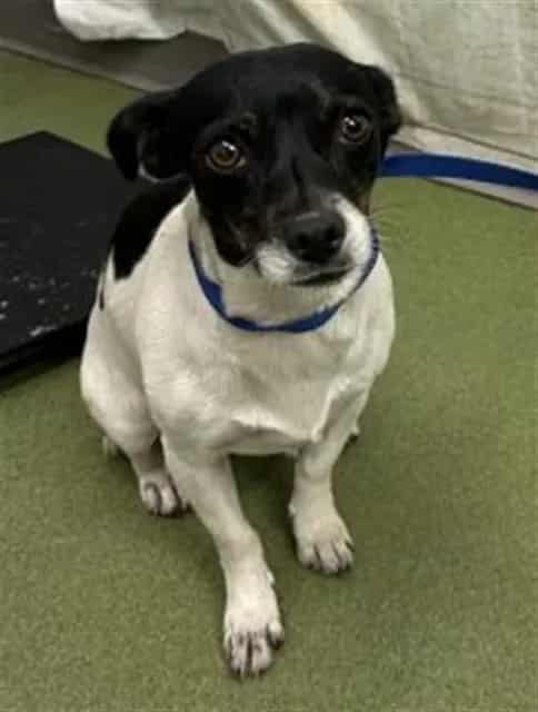 Photo of Senior Chihuahua - Smooth Coated and Terrier, adoptable Chihuahua - Smooth Coated and Terrier in Devore, California