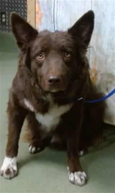 Photo of Senior Border Collie, adoptable Border Collie in Devore, California
