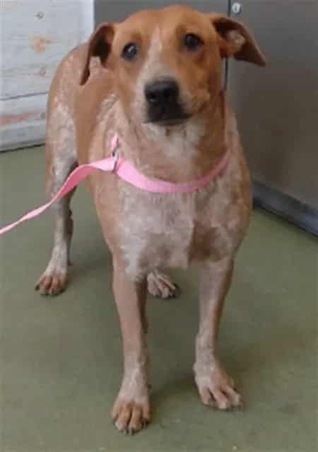 Photo of Senior Australian Cattle Dog mix, adoptable Australian Cattle Dog mix in Devore, California