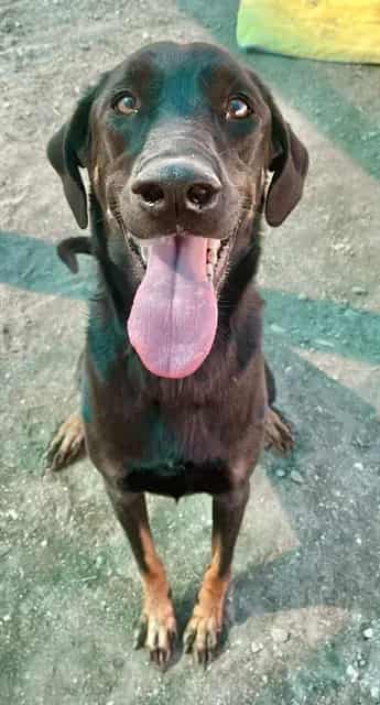 Photo of Senior Doberman Pinscher, adoptable Doberman Pinscher in Devore, California