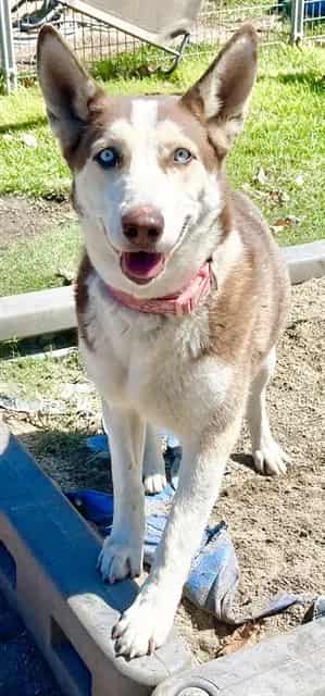 Photo of Senior Husky mix, adoptable Husky mix in Devore, California