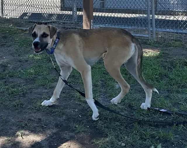 Photo of Senior Shepherd, adoptable Shepherd in Devore, California
