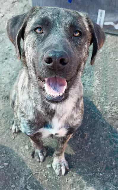 Photo of Senior Plott Hound mix, adoptable Plott Hound mix in Devore, California