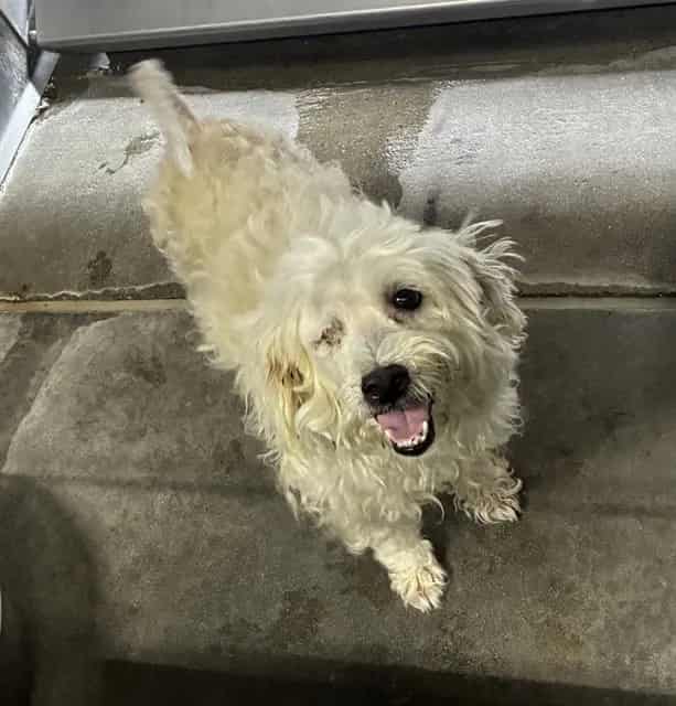 Photo of Senior Spaniel and Poodle - Miniature, adoptable Spaniel and Poodle - Miniature in Devore, California