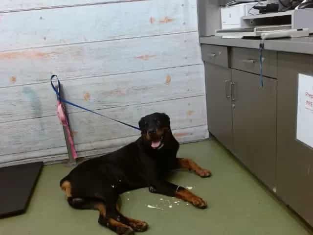 Photo of Senior Rottweiler, adoptable Rottweiler in Devore, California