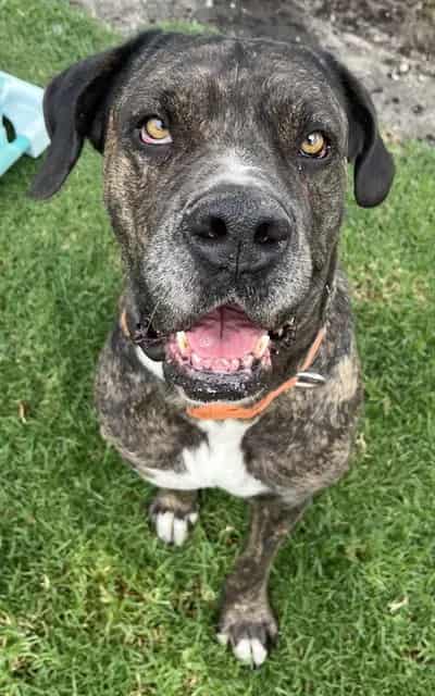 Photo of Senior Cane Corso mix, adoptable Cane Corso mix in Devore, California