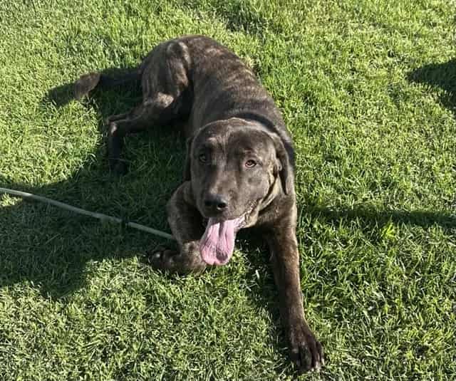 Photo of Senior Mastiff mix, adoptable Mastiff mix in Devore, California
